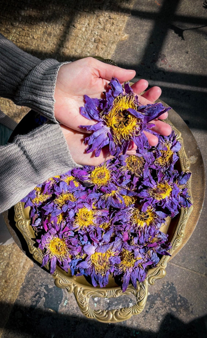 Anima Mundi Apothecary Blue Lotus | whole flowers