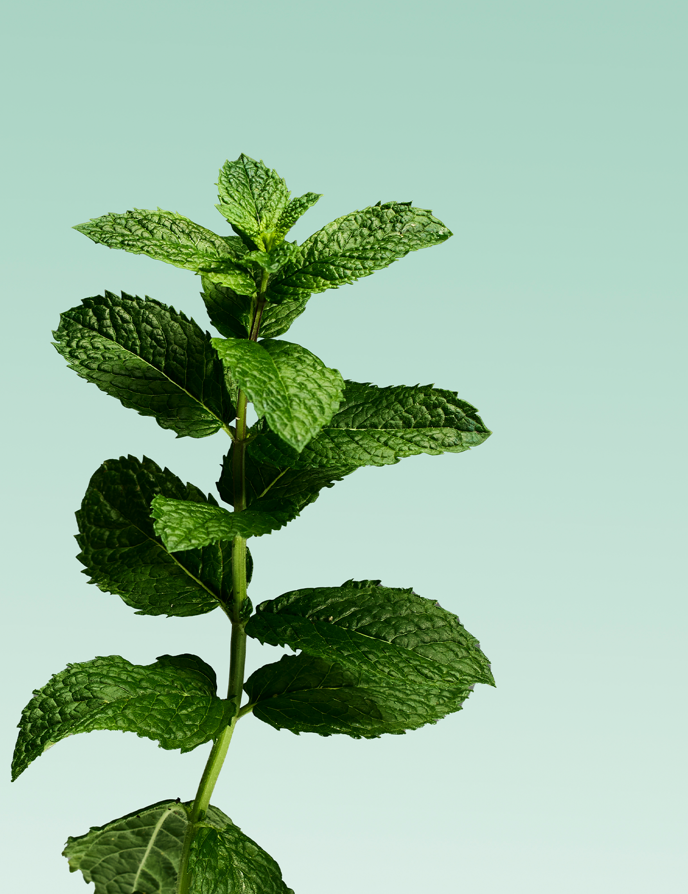 Davids kids + adults nano-hydroxyapatite / mild mint
